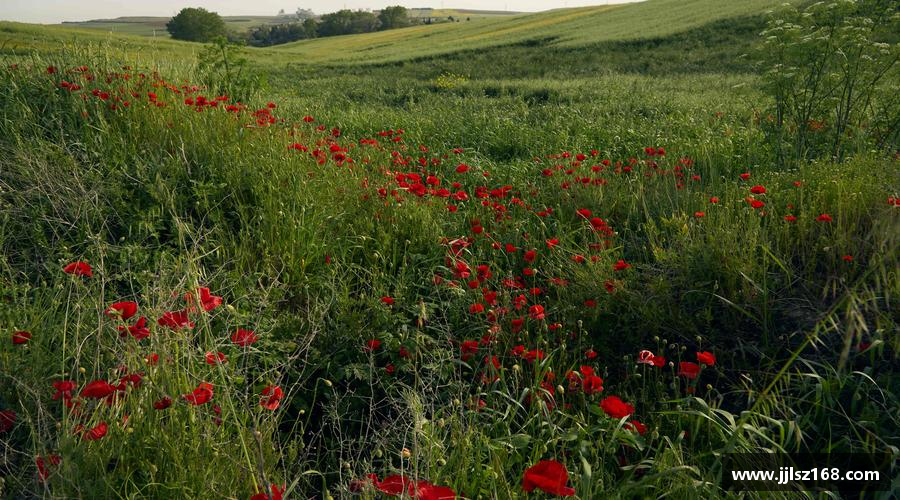 跃动青春，激情体育